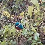 Le Martin Pecheur Au Bord Du Canal De L'est * Champneuville